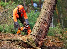 How Our Tree Care Process Works  in  Braddock Heights, MD